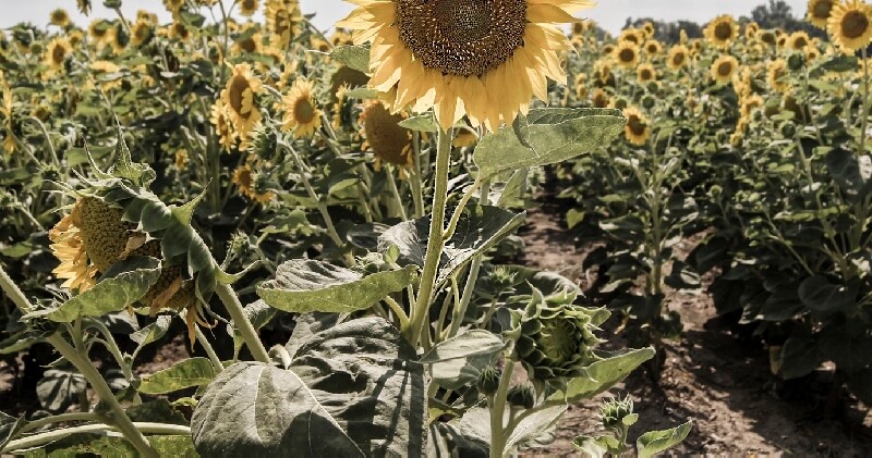 sunflowers what to plant in houston this spring