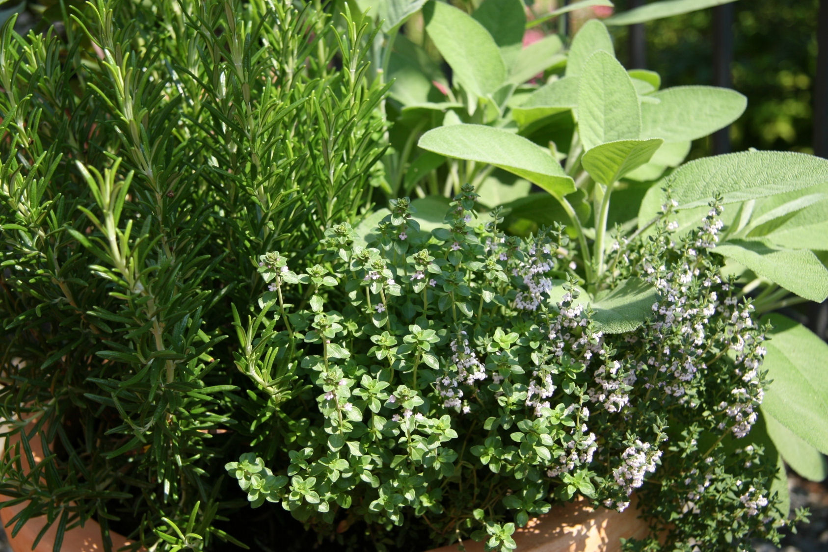 Garden Herbs Perfect for Houston | What to Plant in Houston this Spring | Blog Post about Plants Perfect for Texas Weather