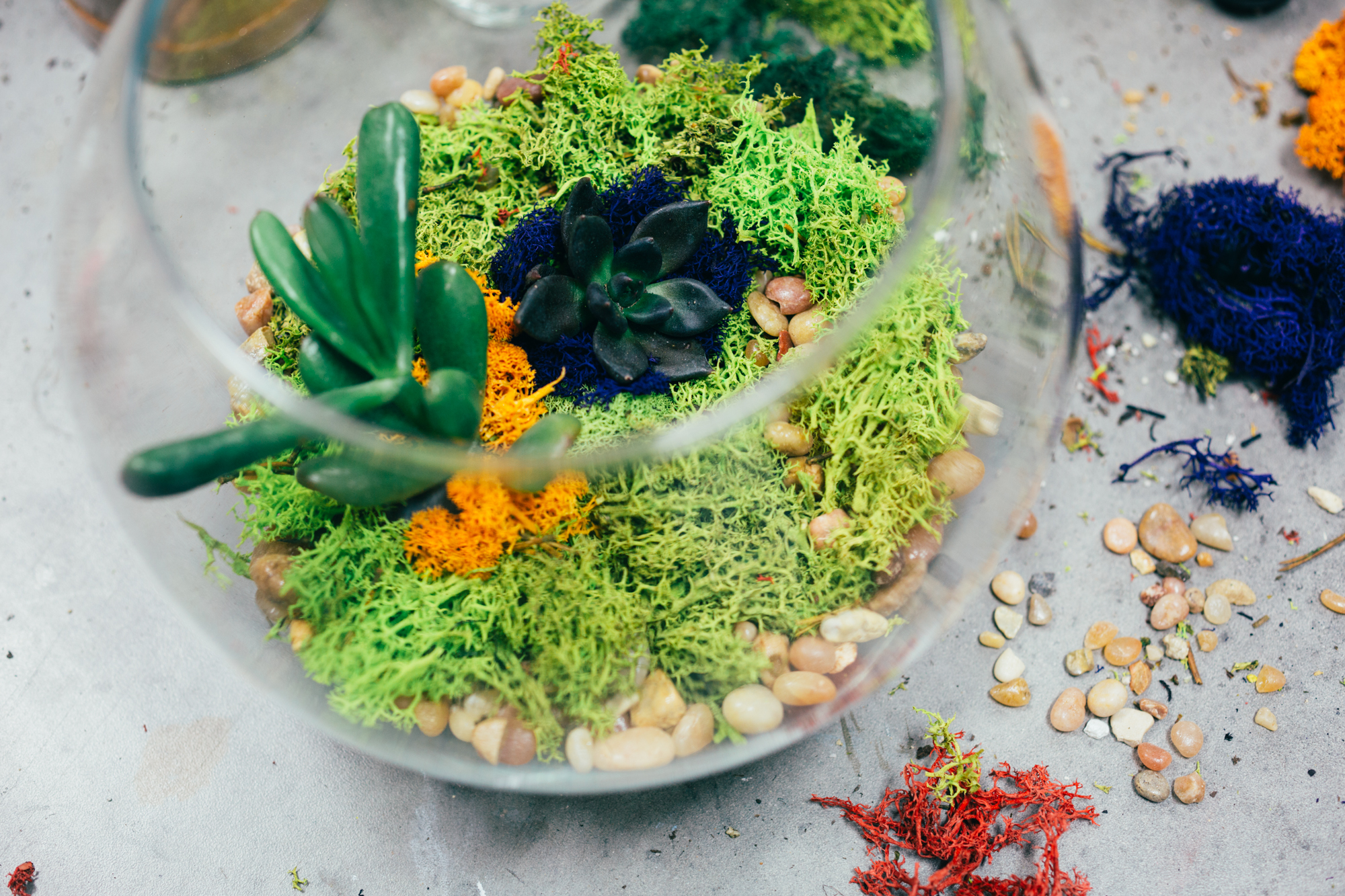 succulent terrarium from pop shop america workshop craft class houston