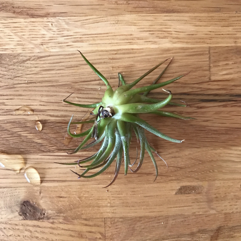 how to dry out your air plant - air plant watering instructions