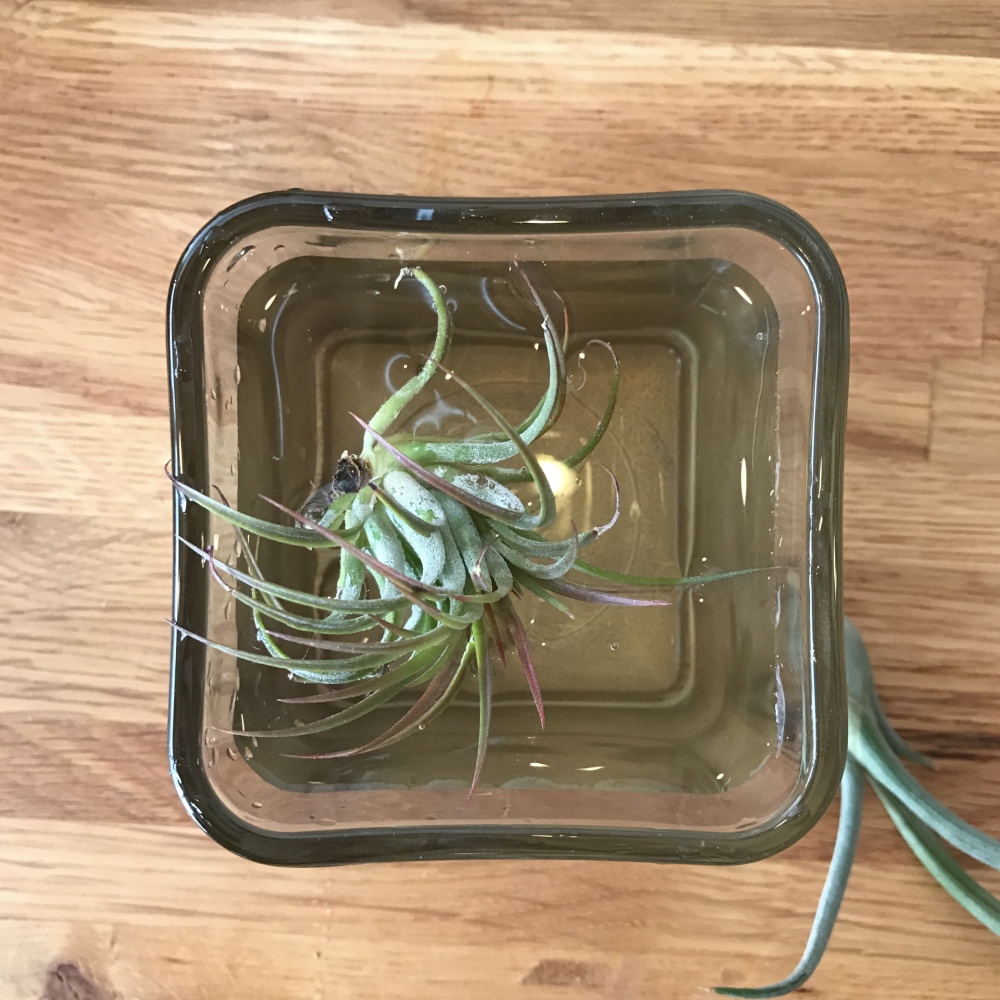 how to water an air plant - actual watering pop shop america