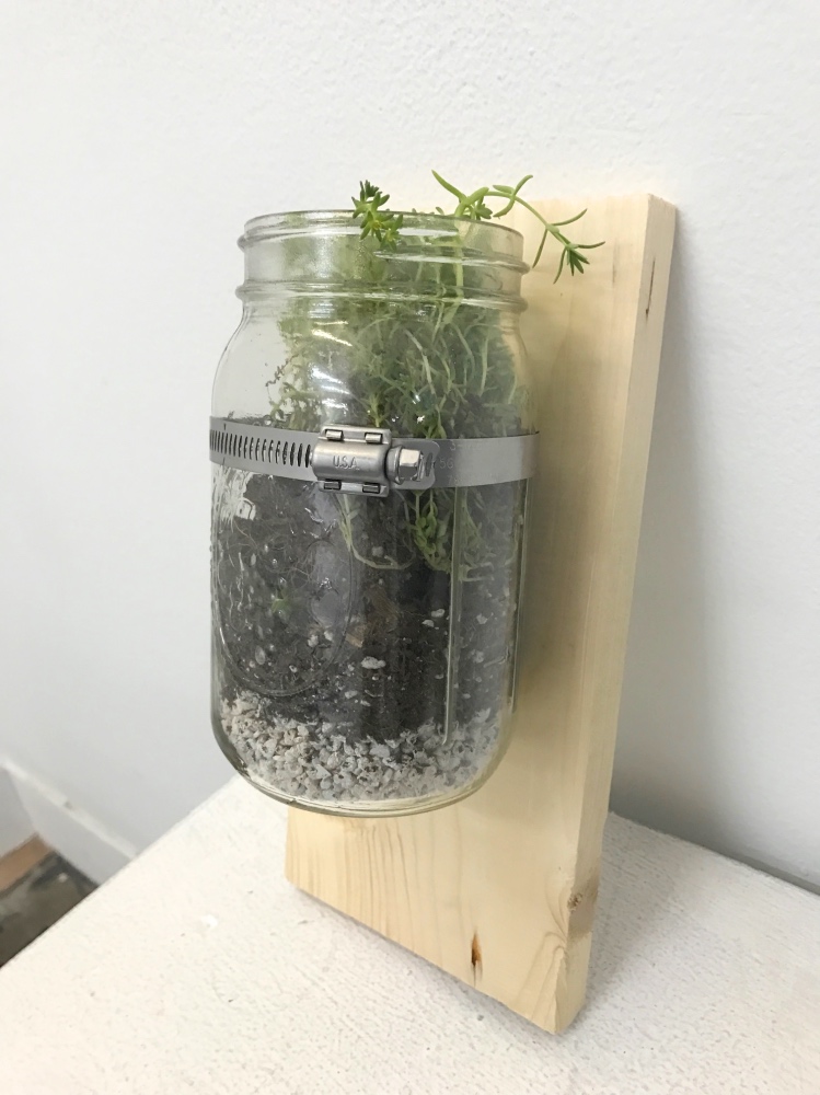 finished wood mounted mason jar terrarium planter pop shop america