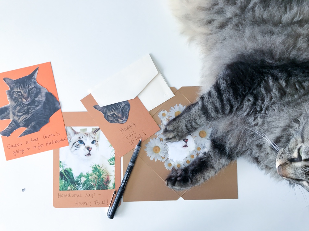 cobra the cat making fall cards diy by pop shop america