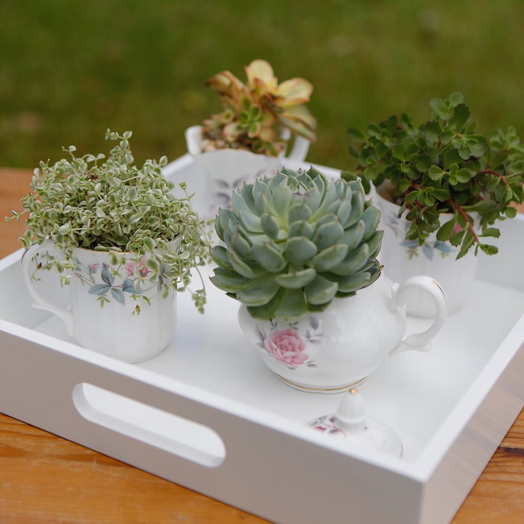 DIY-teacup-garden pop shop america