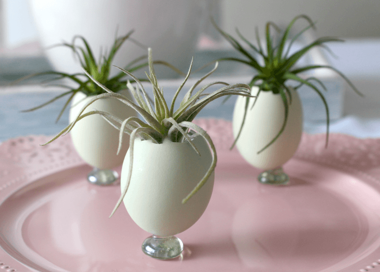 egg shell planters for air plants