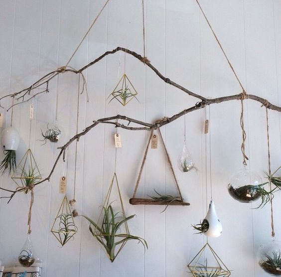 how to display air plants home inspiration pop shop america