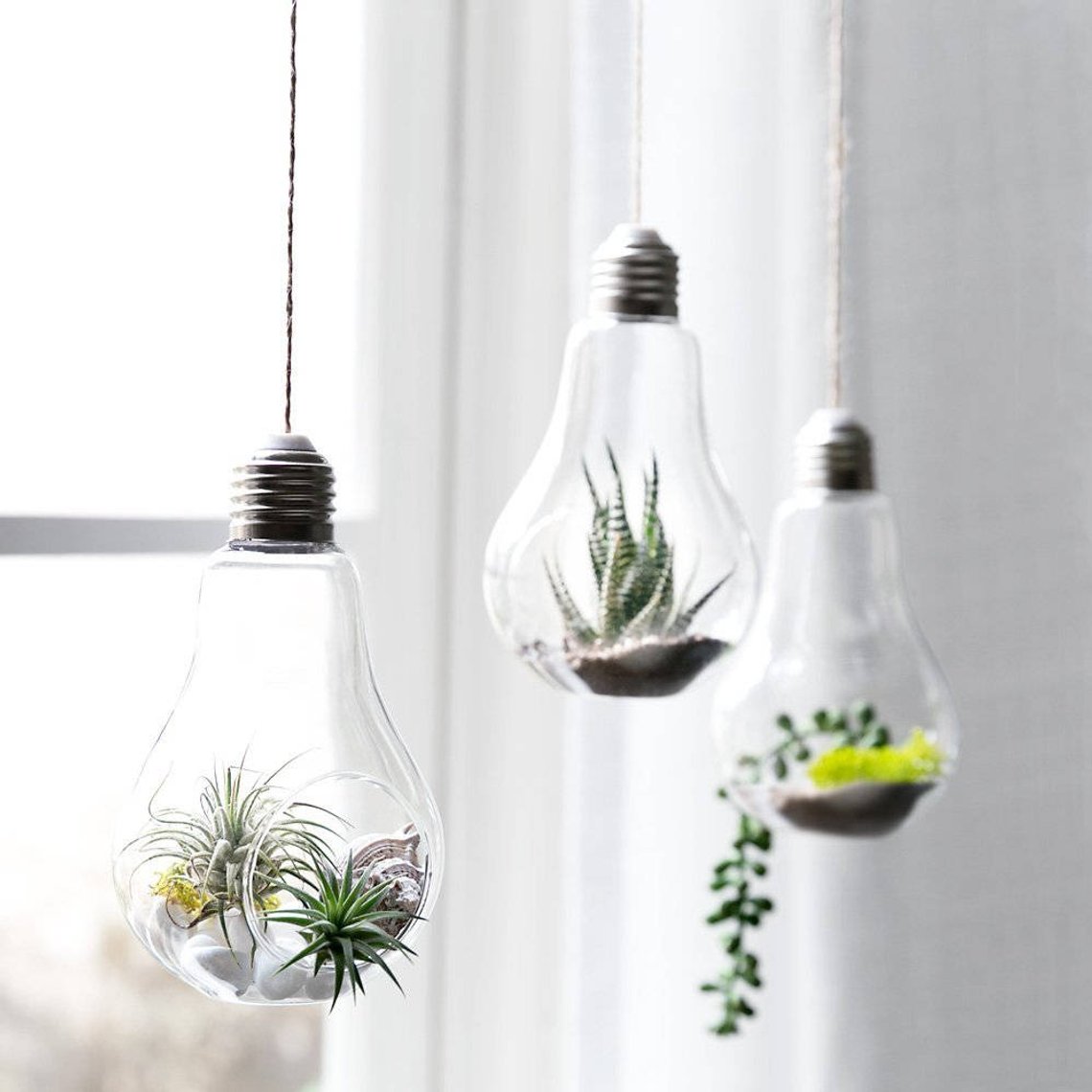 lightbulb air plant and terrarium hanging planter