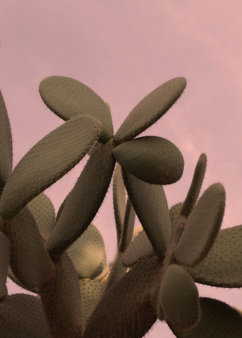 Large Cactus Photo
