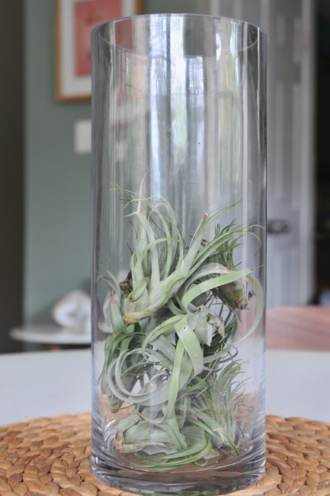 add more air plants to make a glass centerpiece