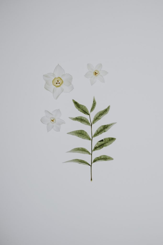 botanical print daffodil free printable art pop shop america