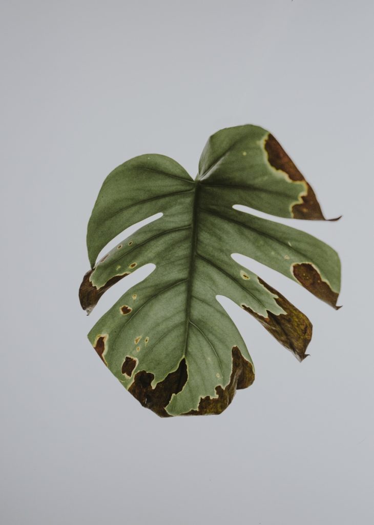 free monstera leaf pressed art pop shop america
