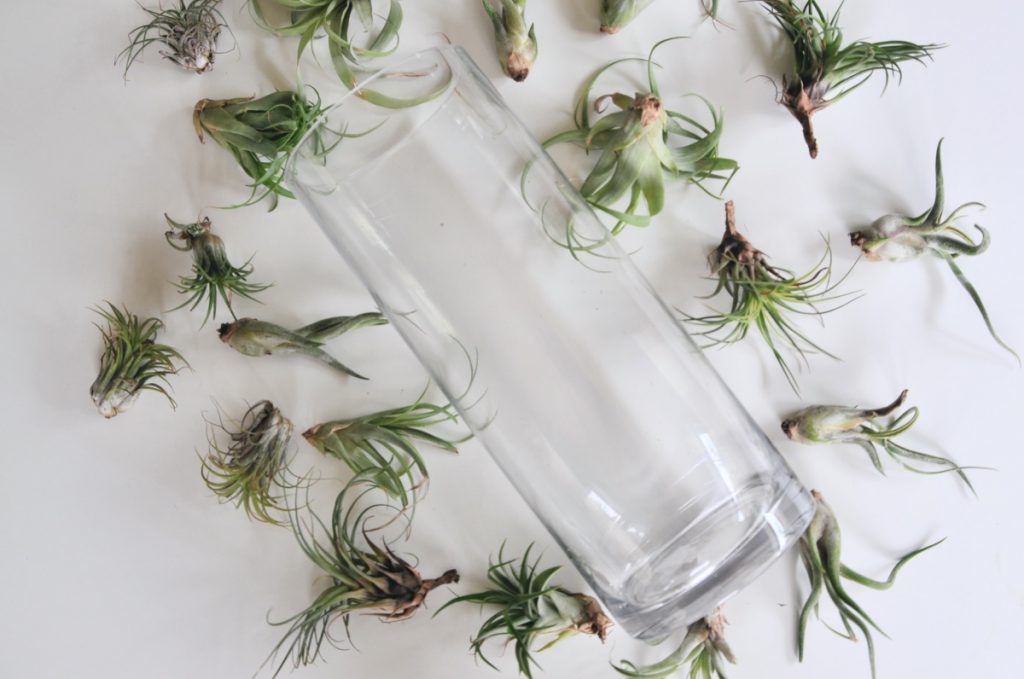 how to make an air plant display pop shop america