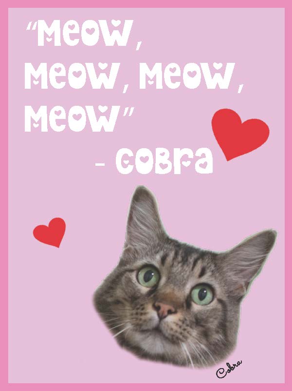 cobra maine coon cat valentine in pink