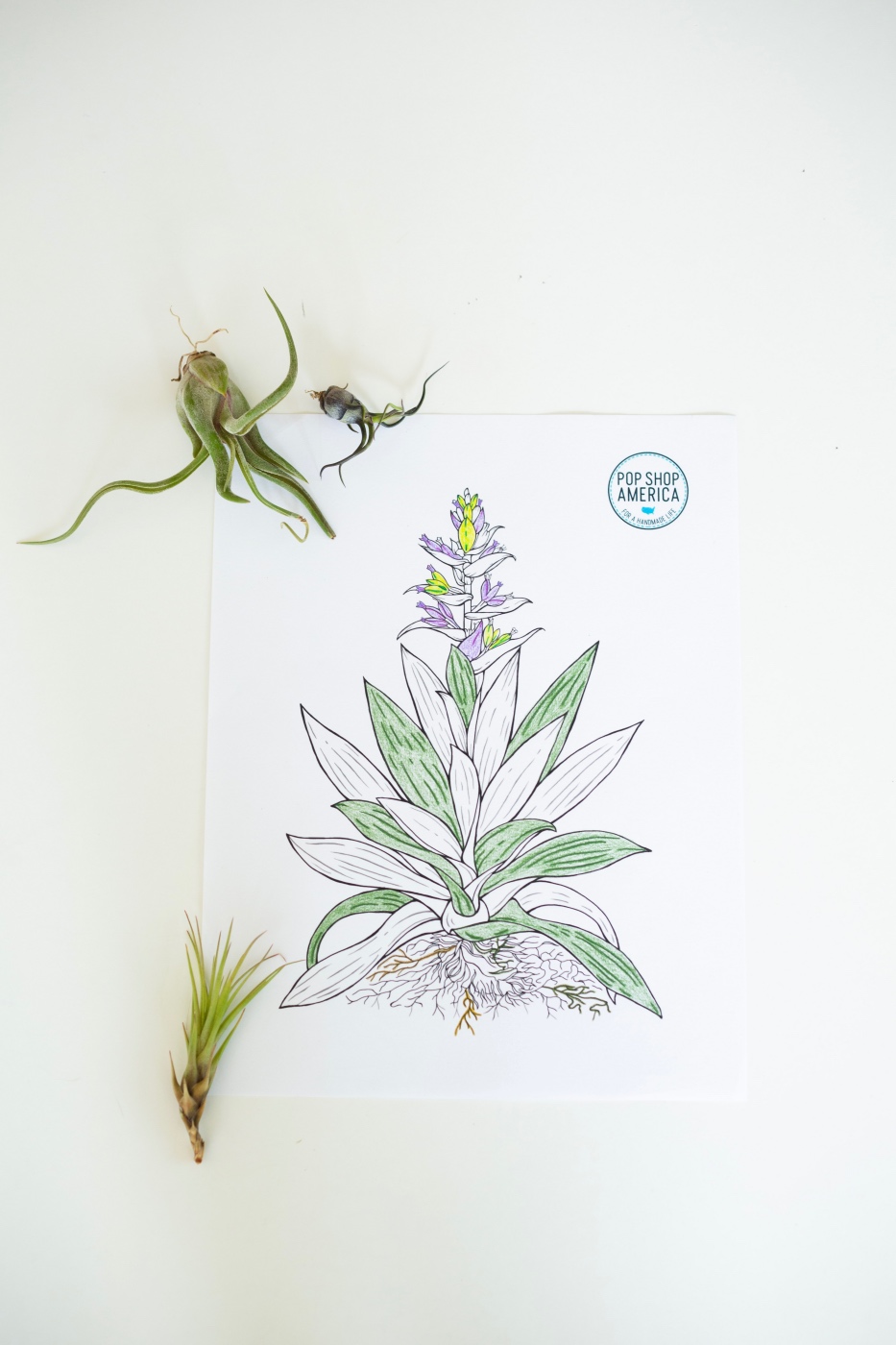 adult coloring pages with air plants pop shop america