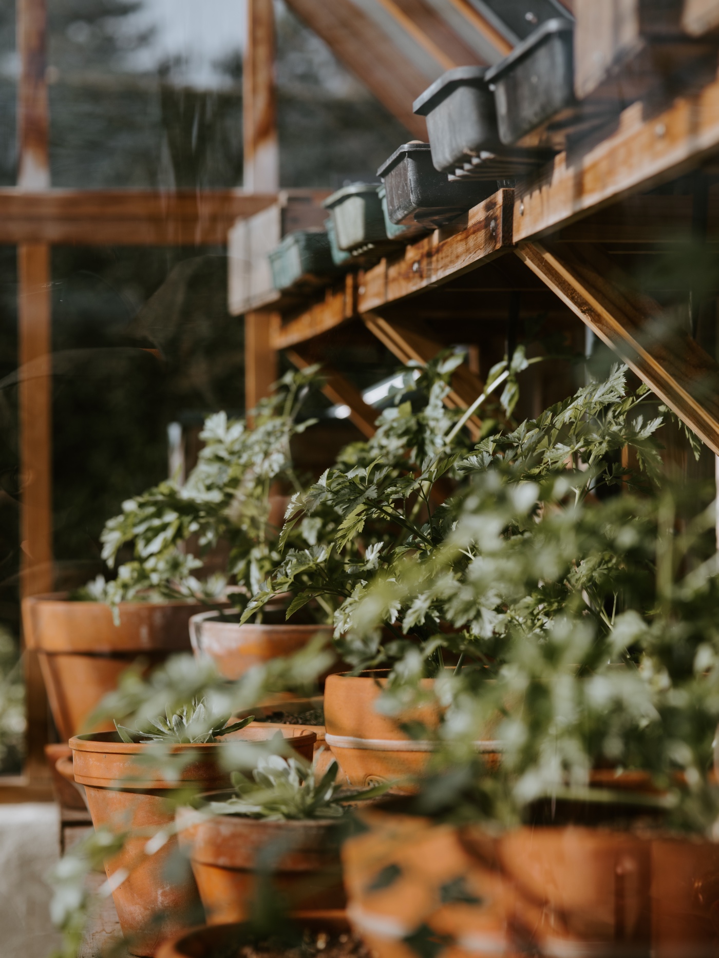 greenhouse gardening basics tomatoes vegetables and more - gardening tutorials