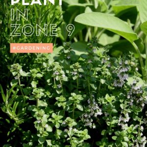 What-to-plant-in-zone-9-in-spring-gardening-for-Houston