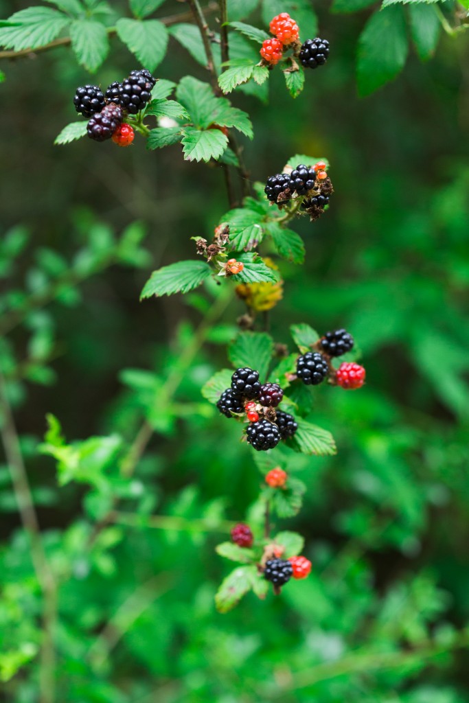 Dewberry & Sauvignon Blanc Jam Recipe Pop Shop America