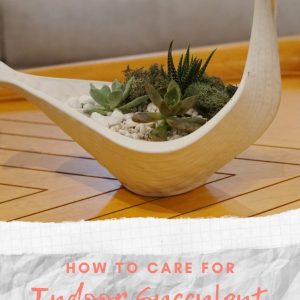 how to care for indoor succulent terrariums pop shop america