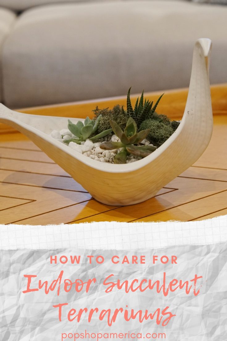 Terrarium Care: How To Care For Terrariums with Succulents, Cacti