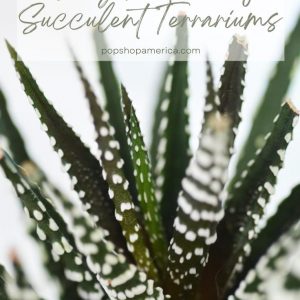 Sexy Pictures of Succulent Terrariums