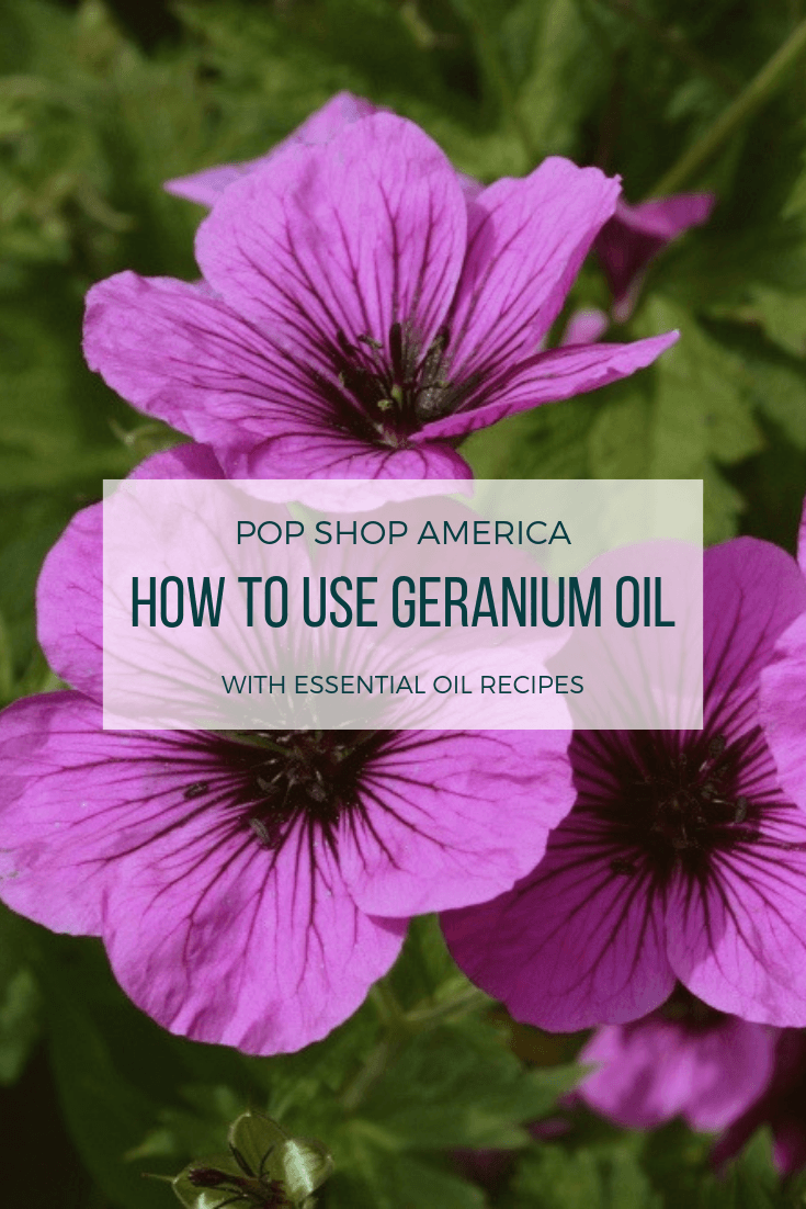 Ultimate Guide To Geranium Essential Oil
