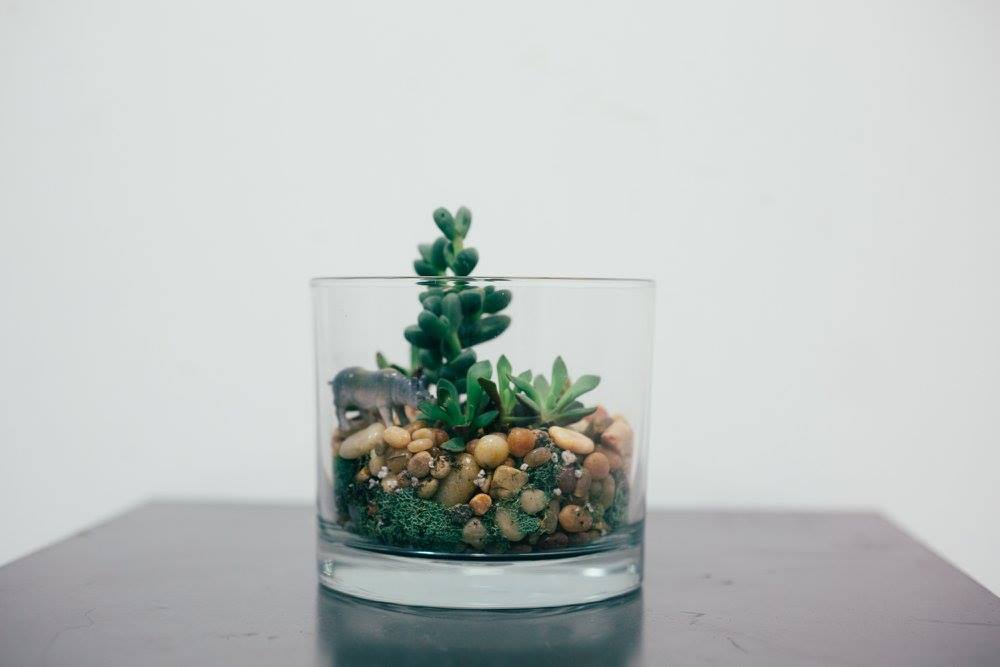 Plant Porn Sexy Pictures Of Succulent Terrariums