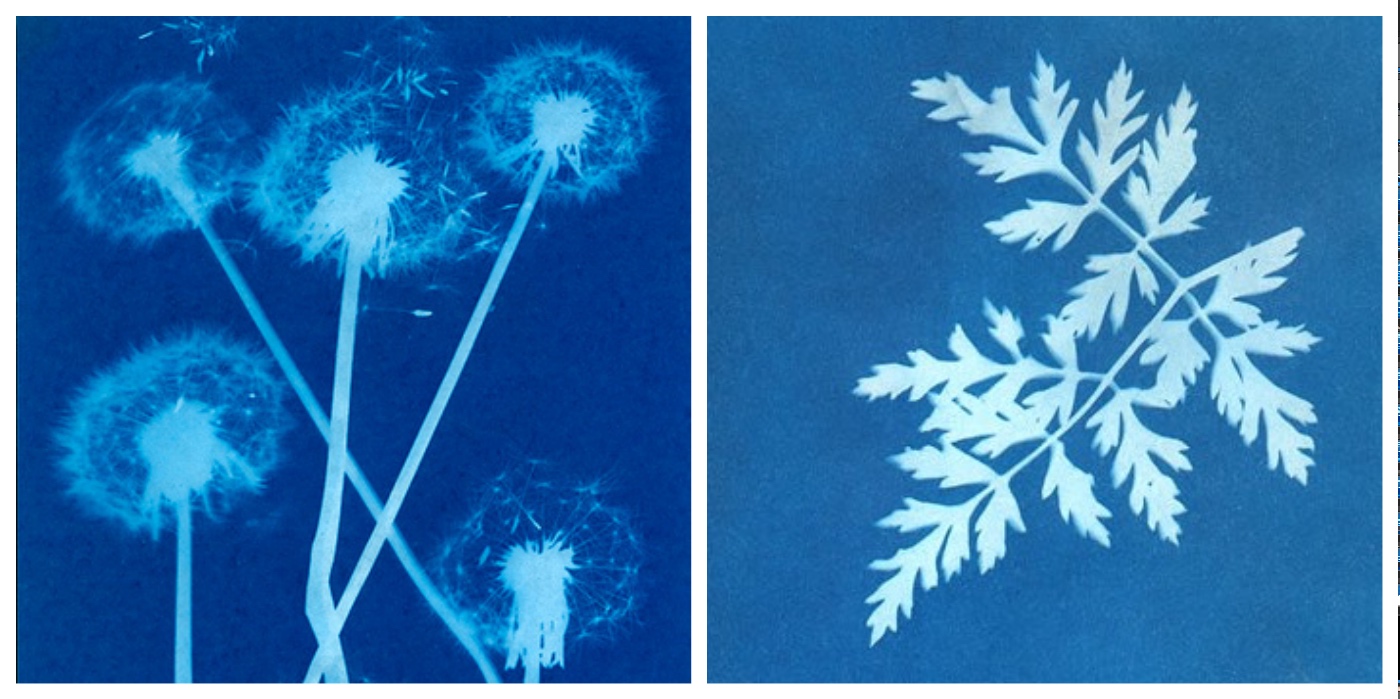 Sunprints Kit – DIY Cyanotype Photography