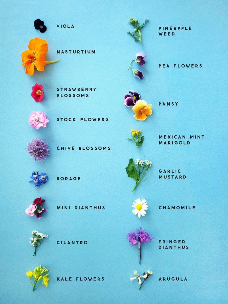 https://popshopamerica.com/wp-content/uploads/2017/08/list-of-edible-flowers-pop-shop-america.jpg