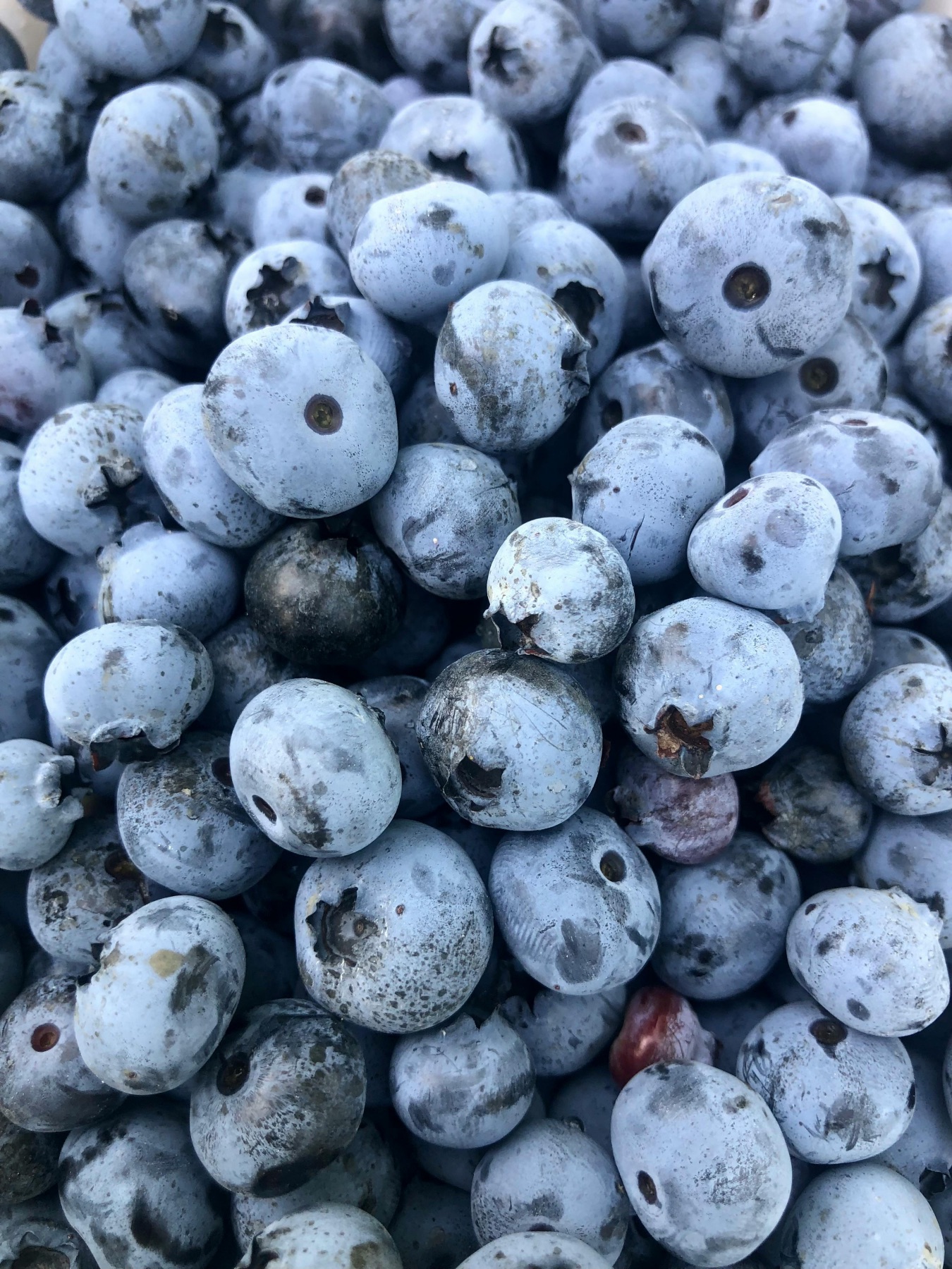blueberries for blueberry muffin recipe