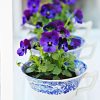 violets-in-teacups-planters-by-pop-shop-america