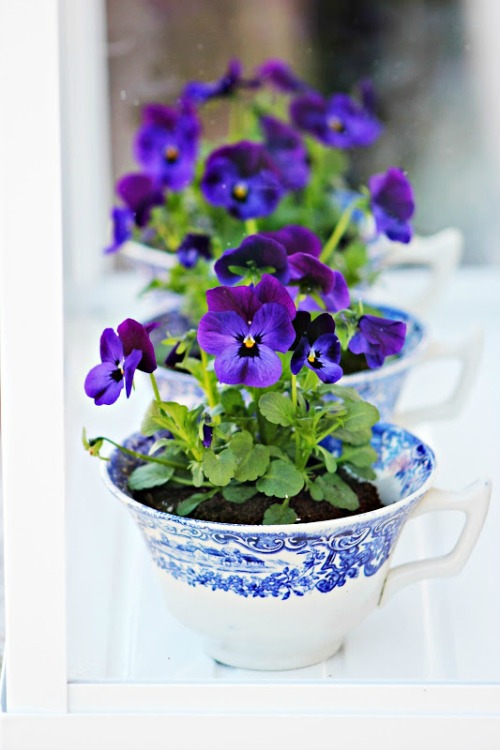 violets-in-teacups-planters-by-pop-shop-america