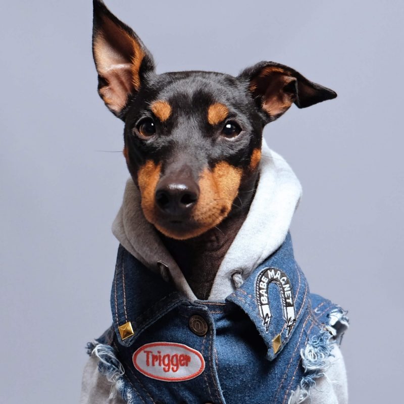 close up detail of pethaus australian dog clothes denim jacket