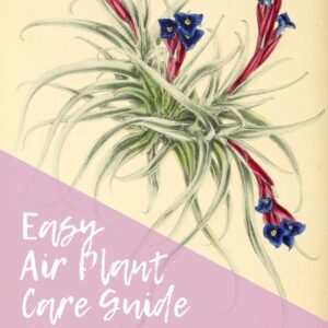 easy air plant care guide
