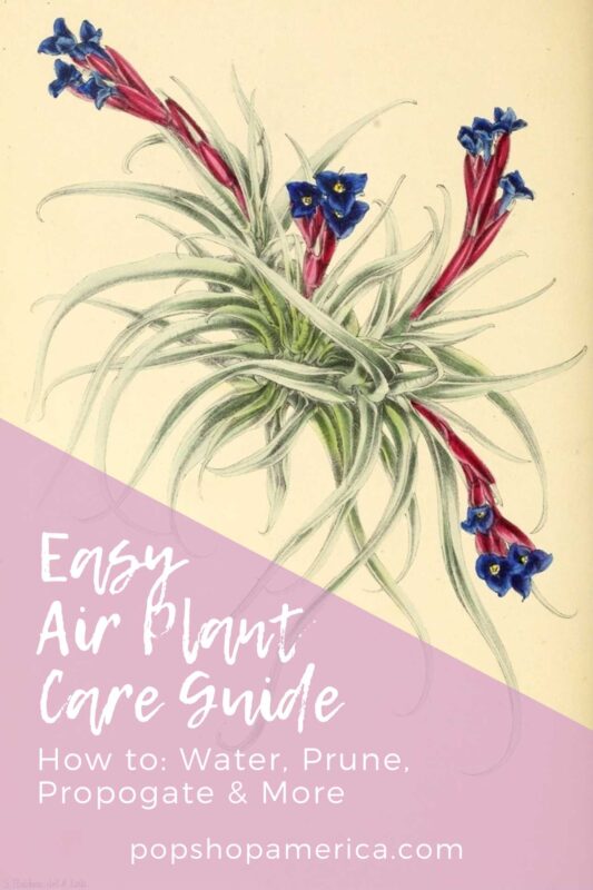 easy air plant care guide