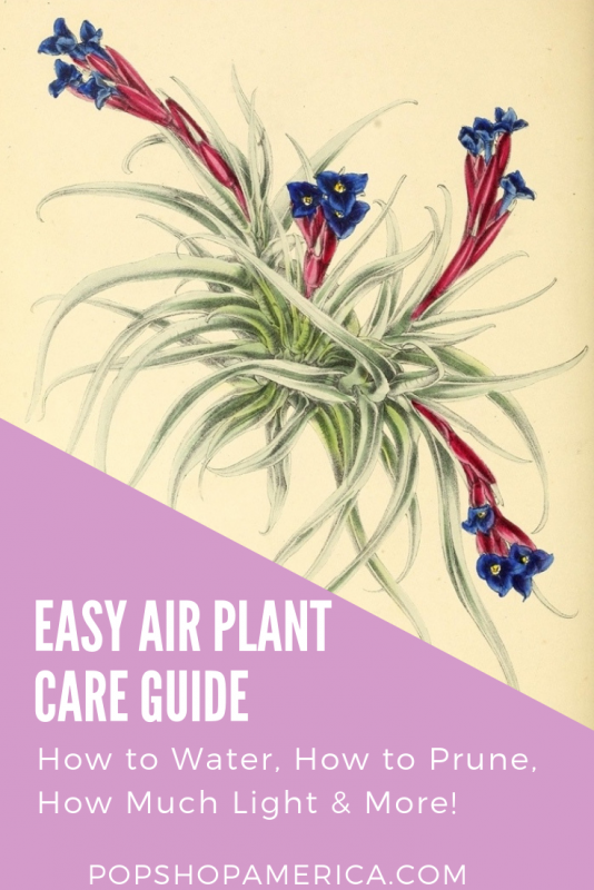 easy air plant care guide title pop shop america