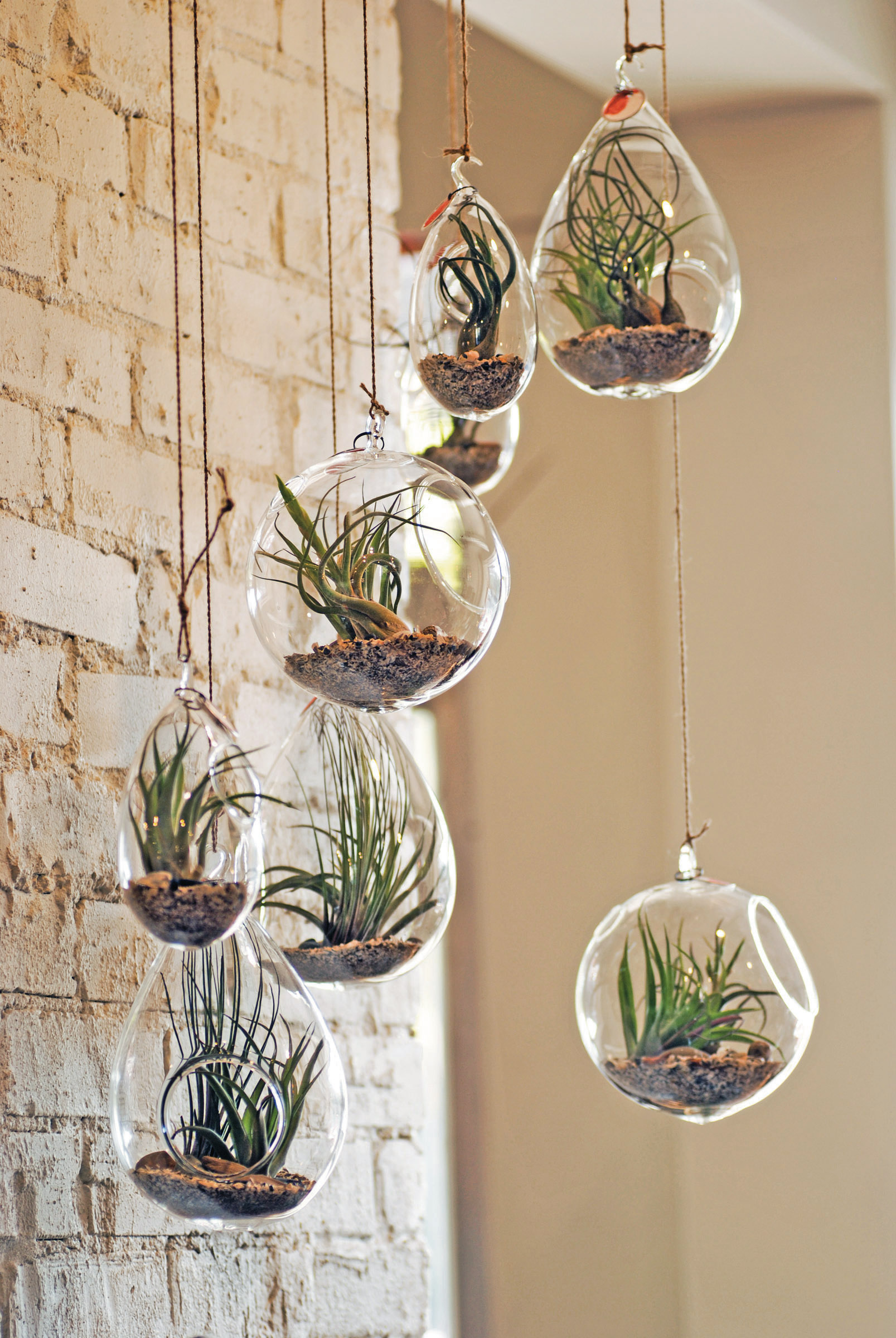 Insite Centro Garden Air Plants display best home and garden terrariums