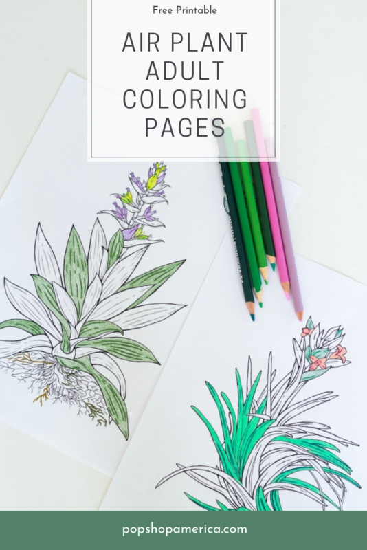 free air plant adult coloring pages prints pop shop america