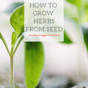 how to grow herbs from seed pop shop america