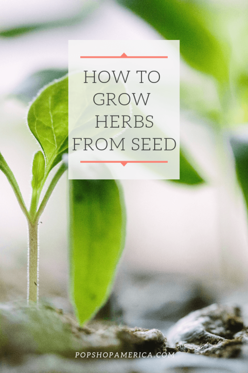 How to Grow Herbs from Seeds – Pop Shop America