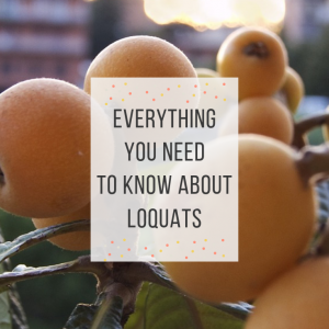 everything you need to know about loquats fruit pop shop america
