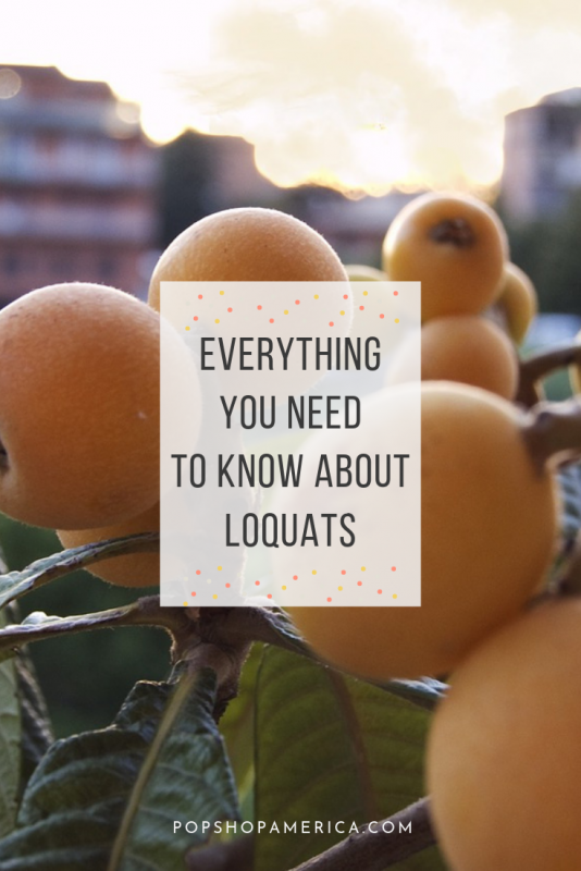 everything you need to know about loquats fruit pop shop america
