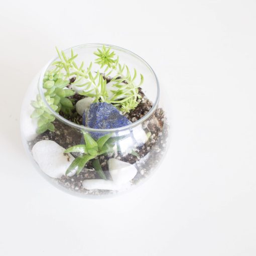 diy-terrarium-with-succulents-craft-supply-kit-scaled_Square