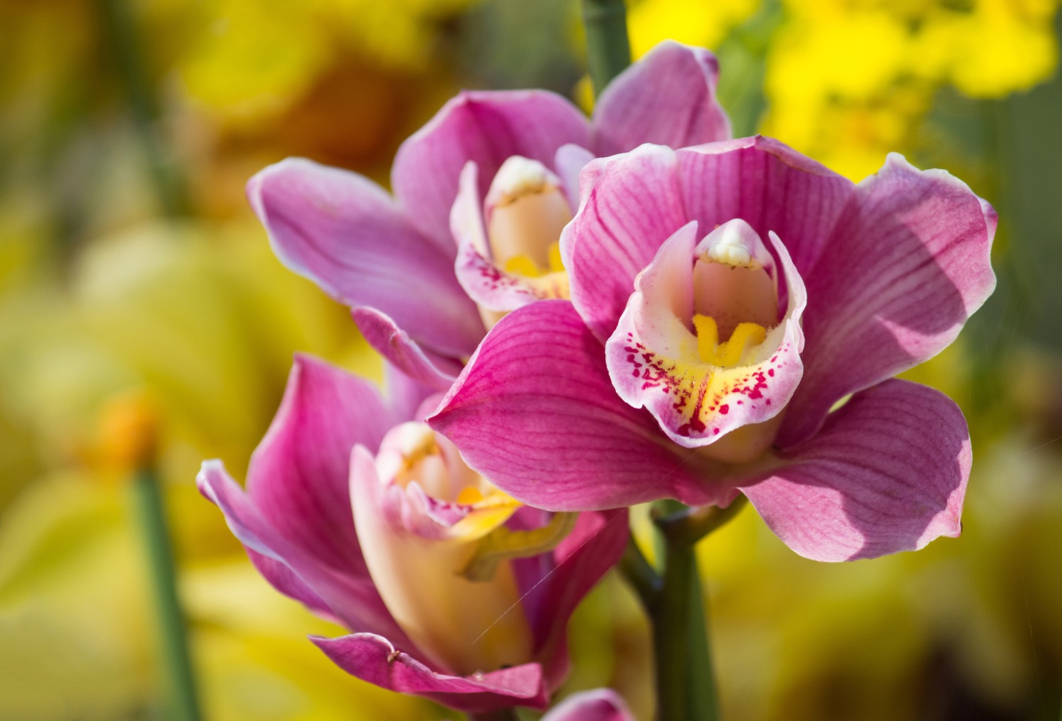 Cybidium Orchid how to care for orchids guide