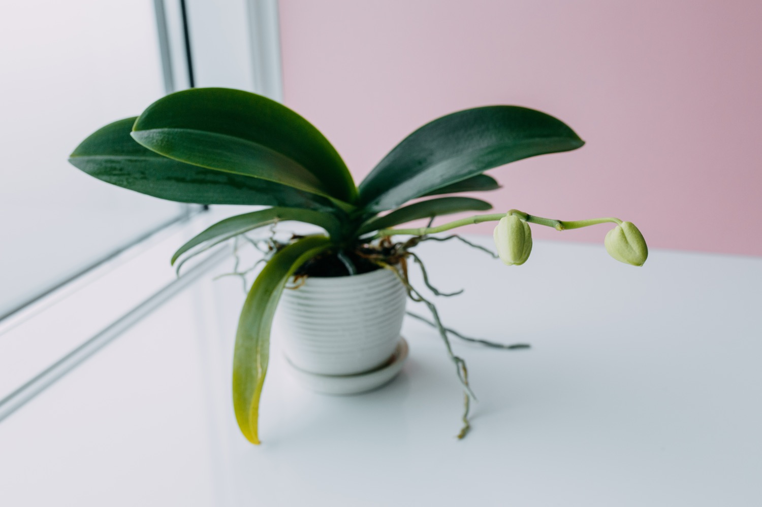 how to care for orchids guide pop shop america