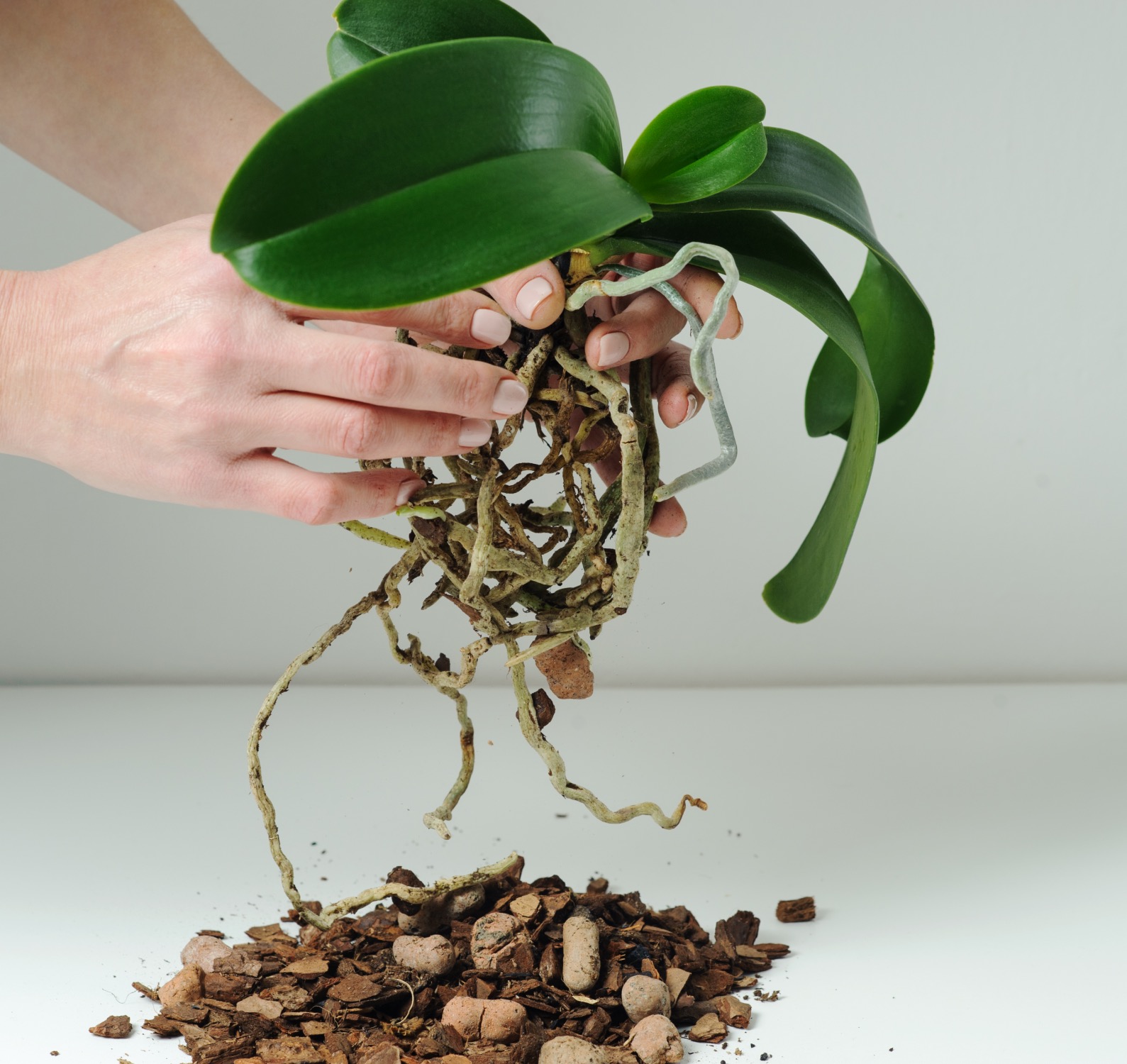 loose medium for potting orchid - plant care