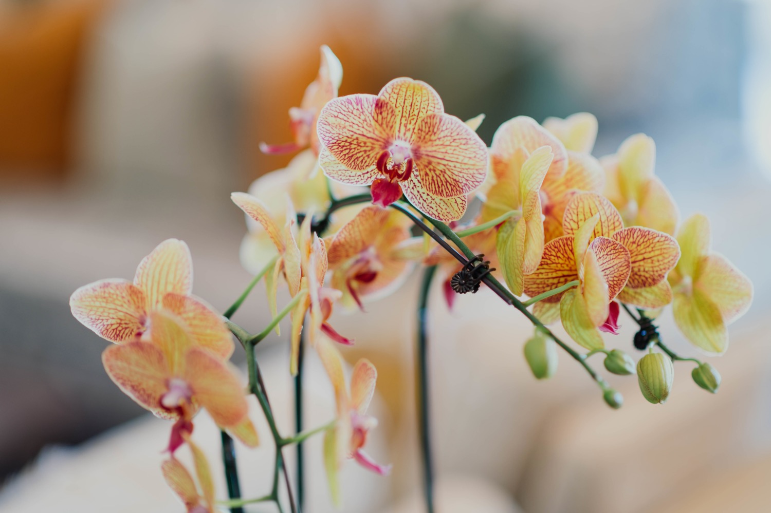 Easy Orchid Care Guide