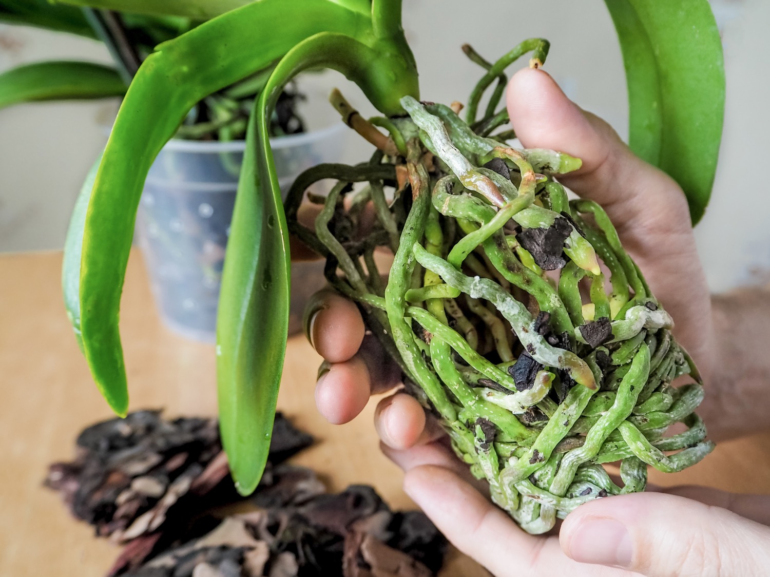 transplant orchid healthy roots pop shop america