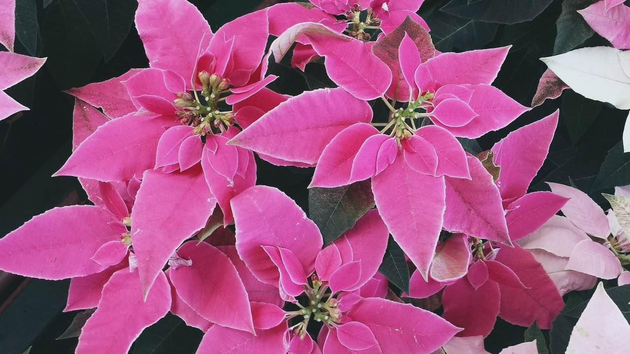 how to care for poinsettia plants christmas star flower
