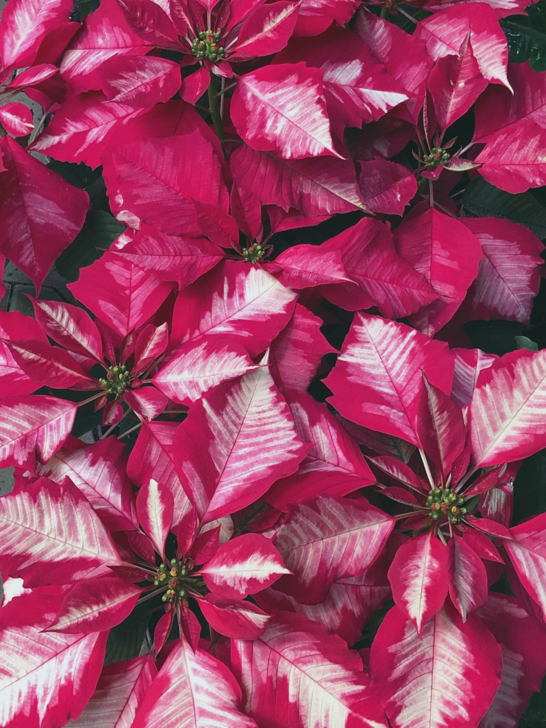 poinsettia care guide by pop shop america gardening tips
