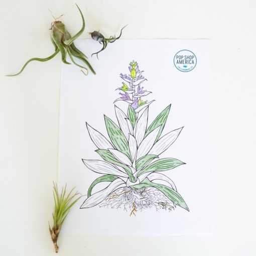 adult-coloring-pages-with-air-plants-pop-shop-america_square